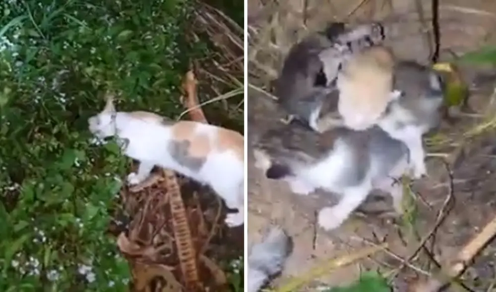 Desliza las imágenes para conocer la conmovedora historia de esta gatita que hizo de todo por buscar ayuda para sus bebés recién nacidos. Foto: captura de YouTube