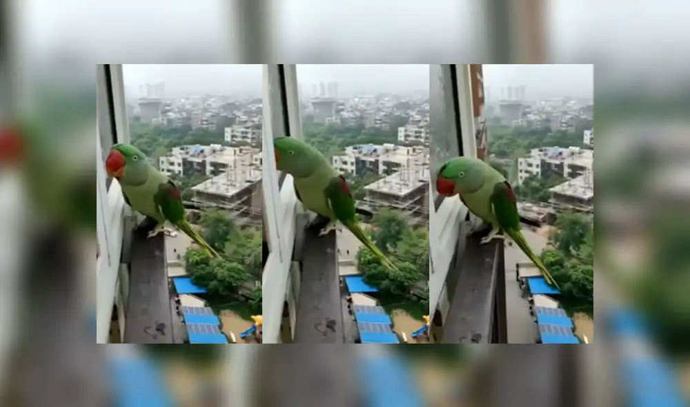 Desliza para ver los detalles del video viral publicado en YouTube. Foto: Captura. Desliza para ver los detalles del video viral publicado en YouTube. Foto: Captura.