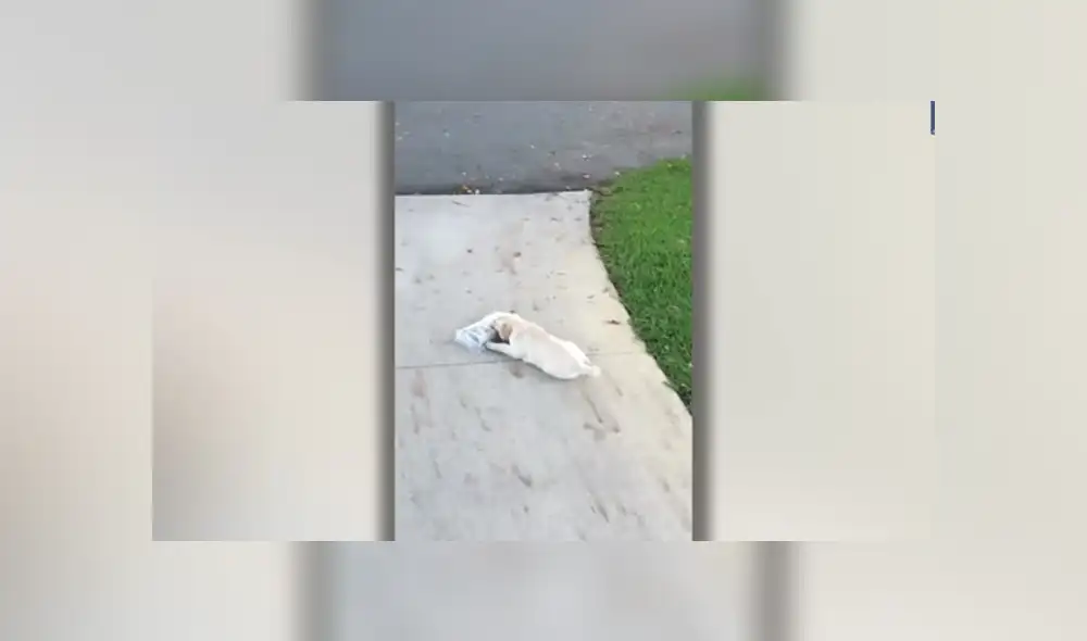 Desliza para ver los detalles del video viral de Facebook. Foto: Captura.