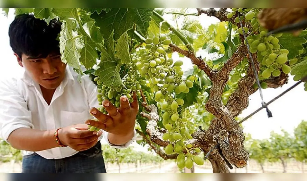 Arequipa es la tercera región en exportaciones