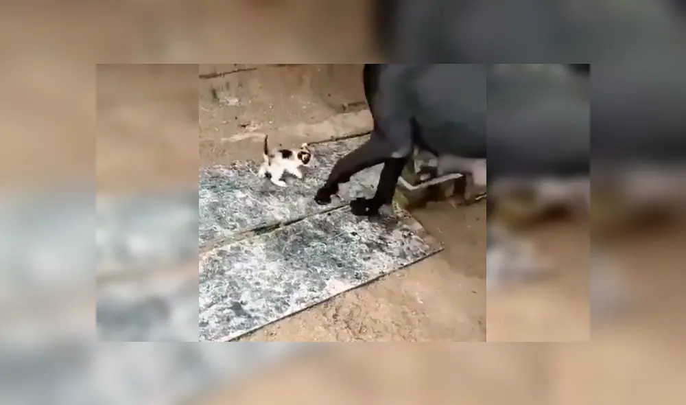 Video es viral en YouTube. El can se percató del indefenso animal y lo llevó hasta su refugio para alimentarlo junto a otro gato y su cachorro recién nacido Video es viral en YouTube. El can se percató del indefenso animal y lo llevó hasta su refugio para alimentarlo junto a otro gato y su cachorro recién nacido