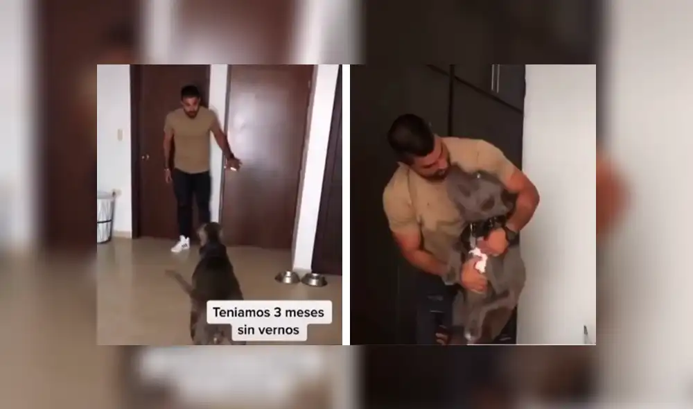 Desliza las imágenes hacia la izquierda para apreciar el preciso momento en que un perro vuelve a ver a su dueño. Foto: Captura. Desliza las imágenes hacia la izquierda para apreciar el preciso momento en que un perro vuelve a ver a su dueño. Foto: Captura.