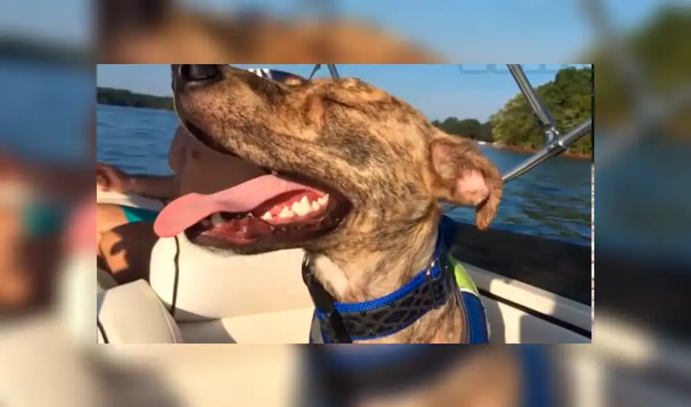 Facebook: encuentra perro callejero con herida mortal, decide adoptarlo y le cambia la vida [FOTOS]