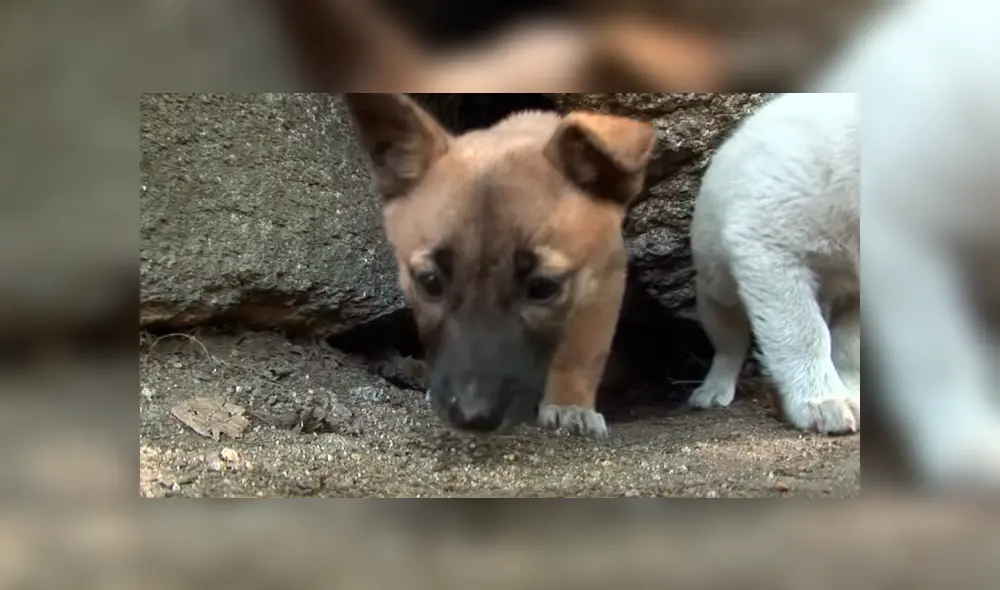 Desliza hacia la izquierda para ver el conmovedor rescate que hizo un grupo de jóvenes a dos pequeños perros callejeros. El video es viral en YouTube.