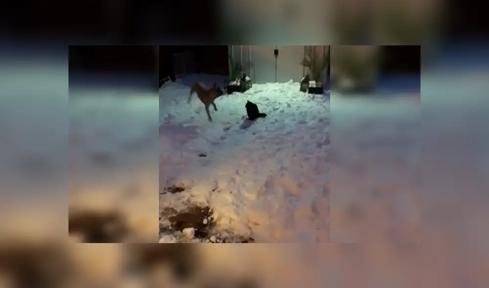 Vía Facebook. El can hizo de todo frente al gato para despertar su atención, pero la reacción del felino no fue lo que esperaba y protagonizó una divertida escena