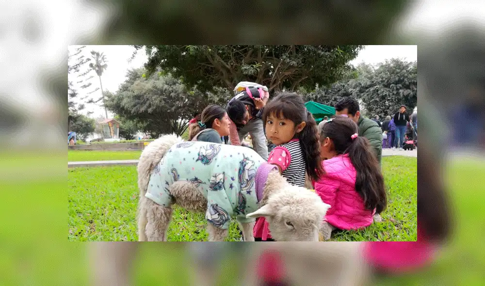 Oveja participa en concurso de mascotas por Halloween disfrazada de unicornio [FOTOS]