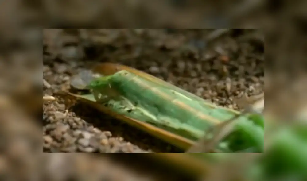 Desliza para ver detalles de este escalofriante viral de YouTube. Foto: Captura.