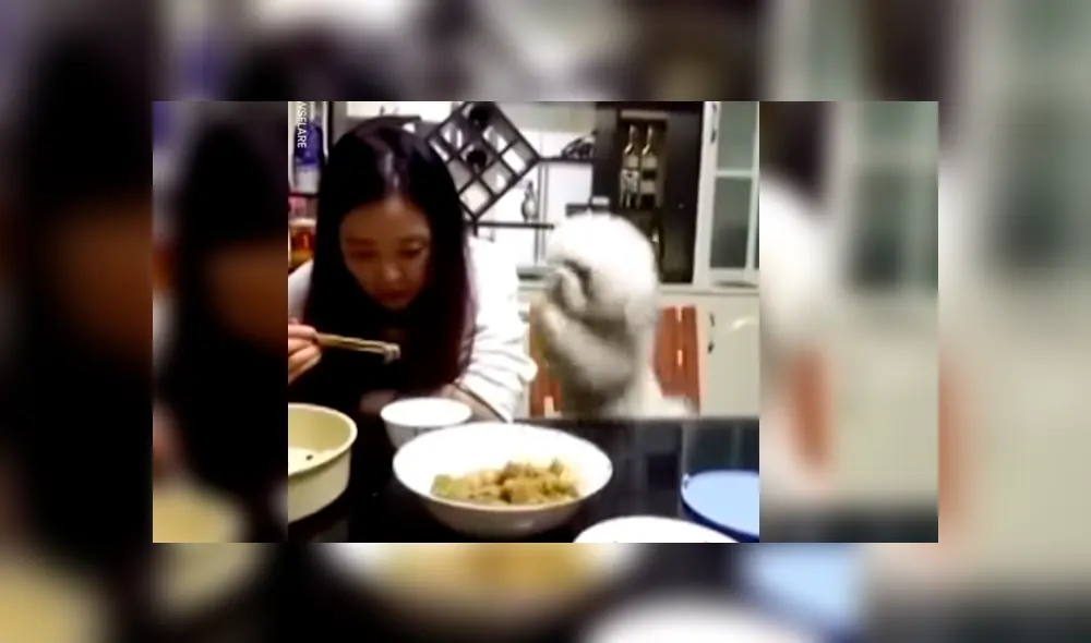 Vía Facebook. Perro poodle protagonizó una hilarante escena luego de ser ignorado por su dueña a quien molestaba insistentemente para que le dé comida Vía Facebook. Perro poodle protagonizó una hilarante escena luego de ser ignorado por su dueña a quien molestaba insistentemente para que le dé comida