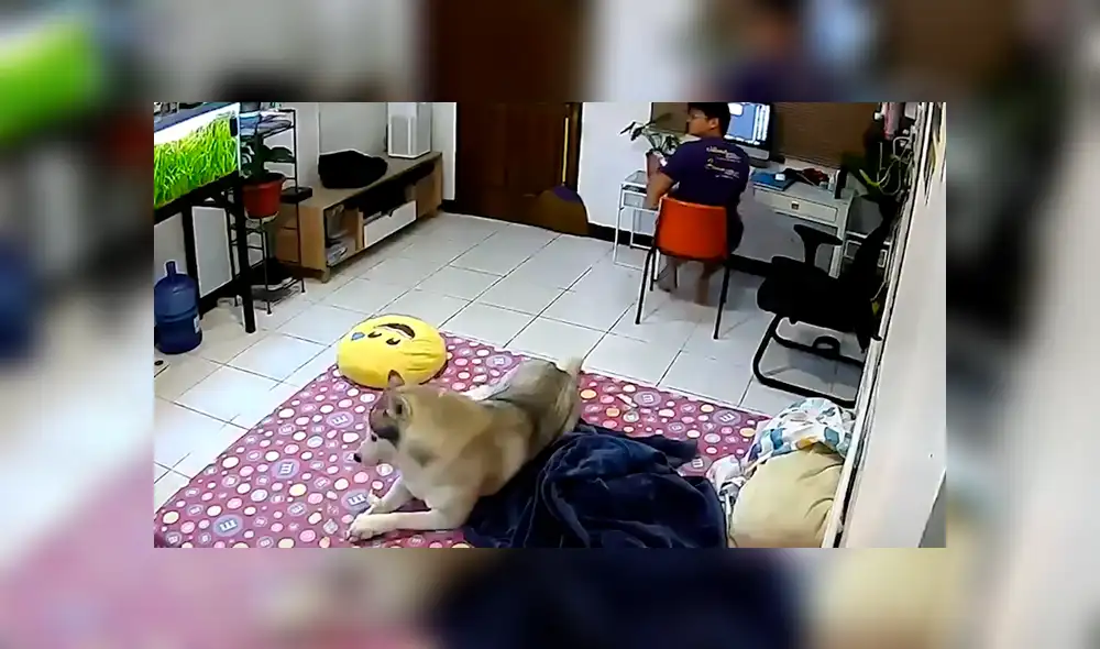 Los animales pueden sufrir traumas a causa de un movimiento sísmico. Foto: Viral Press Los animales pueden sufrir traumas a causa de un movimiento sísmico. Foto: Viral Press