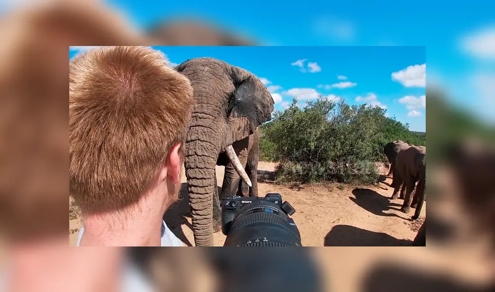 Desliza hacia la izquierda para el encuentro de un turista con leones de África. El video es viral en YouTube. Desliza hacia la izquierda para el encuentro de un turista con leones de África. El video es viral en YouTube.