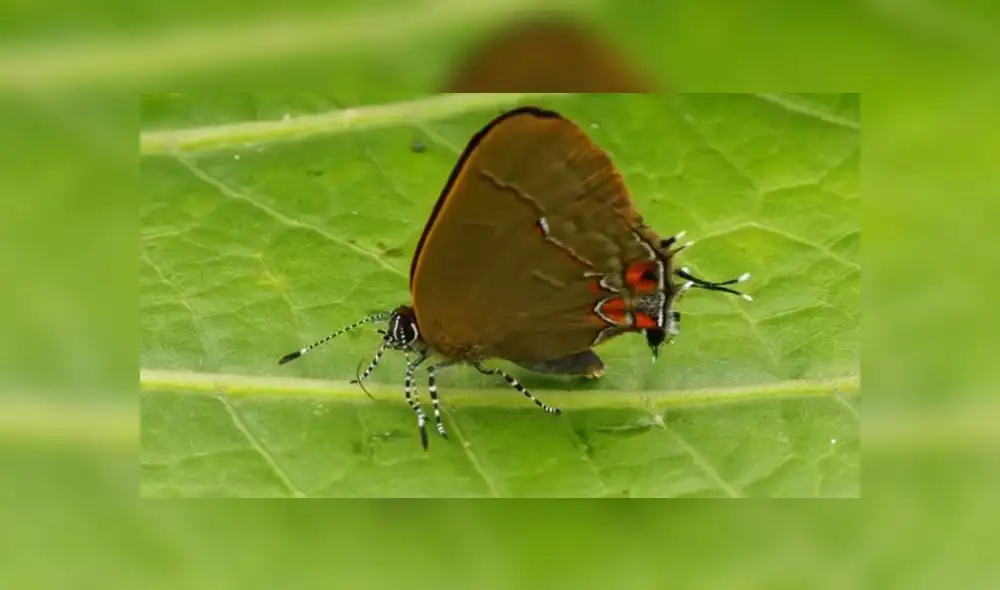 Facebook: Joven encuentra una mariposa con dos cabezas y queda en shock
