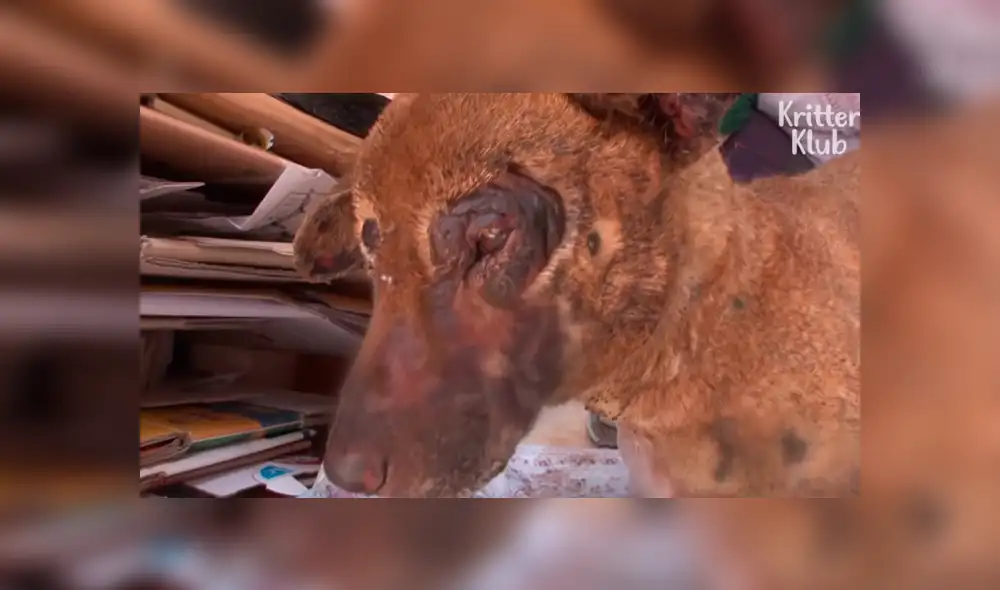 Facebook viral: Perro con quemaduras severas fue rescatado por un 'ángel' y ahora luce así [FOTOS]