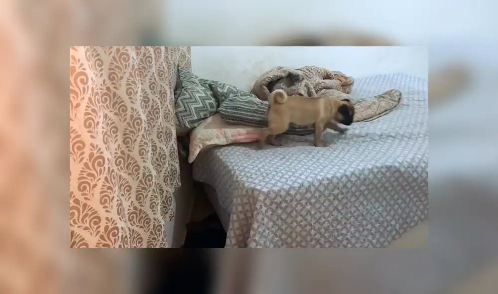 Facebook viral: perro sorprende a su dueña con impresionante truco para dormir en la cama de ella [VIDEO]