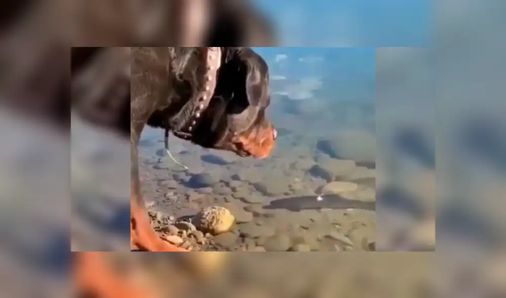 YouTube viral: este perro encontró a un pez descansando en el agua y lo que hizo deja sin palabras al mundo [VIDEO] 