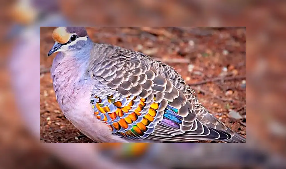 YouTube viral: conoce las siete palomas más extrañas del mundo