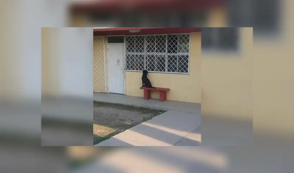 Facebook viral: inteligente perro acompaña a su dueño a su primer día de escuela [FOTOS]