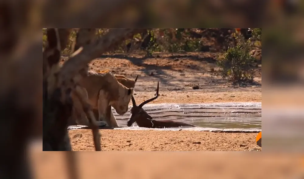 Leopardo come su presa, sin sospechar que leonas lo atacarían para robársela [VIDEO]