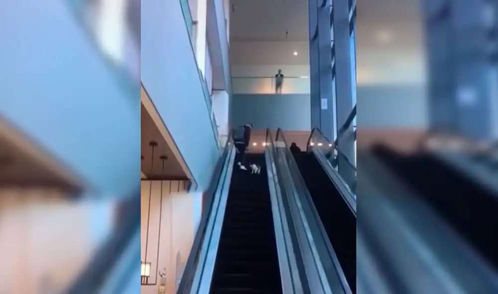 Desliza las imágenes para apreciar la travesura de un gato callejero que invadió un centro comercial. Foto: Captura de TikTok Desliza las imágenes para apreciar la travesura de un gato callejero que invadió un centro comercial. Foto: Captura de TikTok