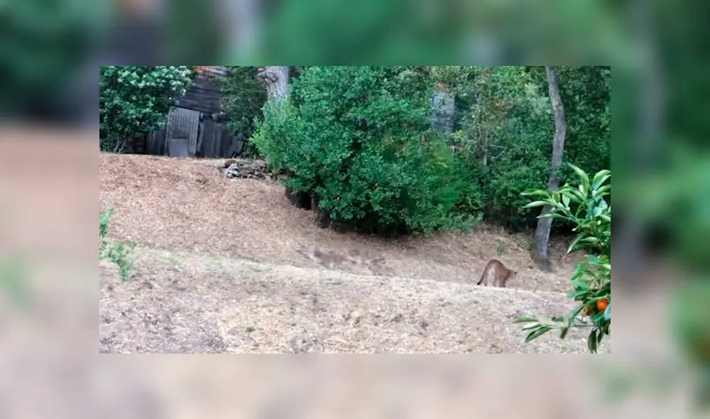 Perros salvajes intimidan a hambriento puma y este tiene violenta reacción [VIDEO] 