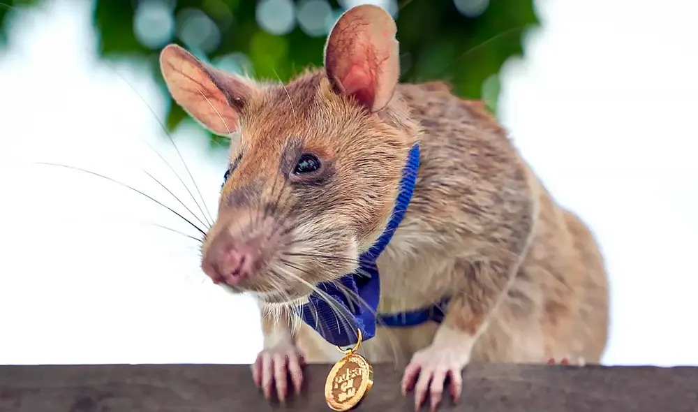 Magawa salvó la vida de muchos camboyanos que se dedican al trabajo de la tierra. Foto: Apopo