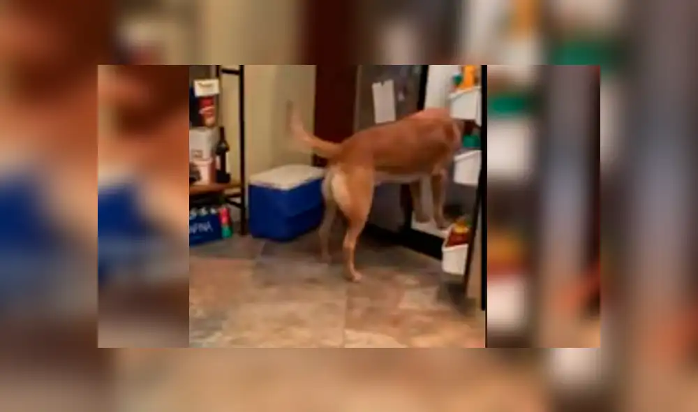 El can ha causado sensación en Facebook luego de que su dueño compartiera su increíble hazaña