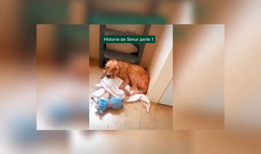 Desliza las imágenes para ver la radical transformación que experimentó este perrito que fue encontrado con serias quemaduras en su piel. Foto: Mishelle Aviles/ Tiktok