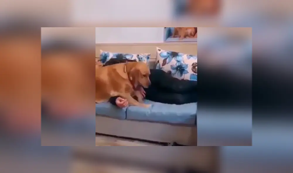 Desliza las imágenes para conocer la terrible actitud de un perro para evitar que un gato le robe la atención de su amo. Foto: Captura. Desliza las imágenes para conocer la terrible actitud de un perro para evitar que un gato le robe la atención de su amo. Foto: Captura.