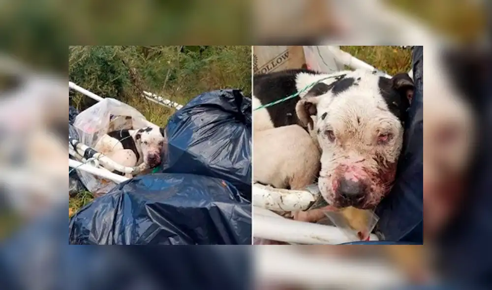Facebook: perro fue maltratado y abandonado en una bolsa de basura, se recuperó y ahora luce así