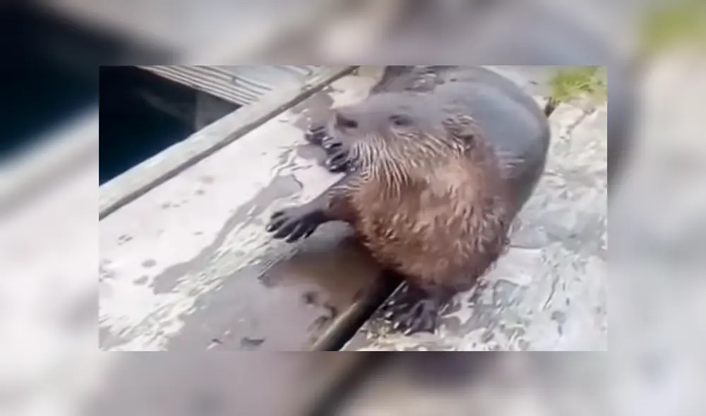 Un hombre se topó con una extraña criatura que emergía del mar y quedó atónito cuando descubrió su verdadera identidad. Un hombre se topó con una extraña criatura que emergía del mar y quedó atónito cuando descubrió su verdadera identidad.