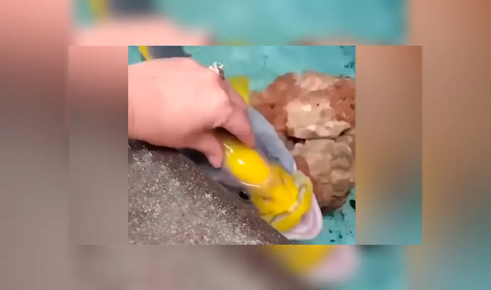 YouTube viral: hombre acaricia a extraño pez y este enternece al comportarse como una ‘mascota’