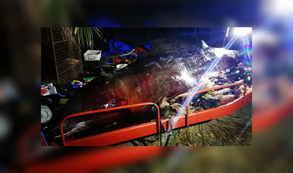 Ballena muere por tener 40 kilos de plástico en el estómago [FOTOS]