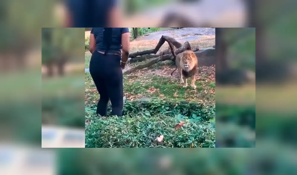 En Facebook, una mujer visitó un zoológico y tuvo una acción imprudente al ingresar a un santuario de leones. En Facebook, una mujer visitó un zoológico y tuvo una acción imprudente al ingresar a un santuario de leones.
