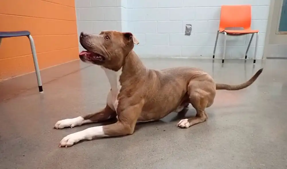 Desliza las imágenes para apreciar el conmovedor momento en que un hombre volvió a ver a su perro. Foto: Captura de Facebook