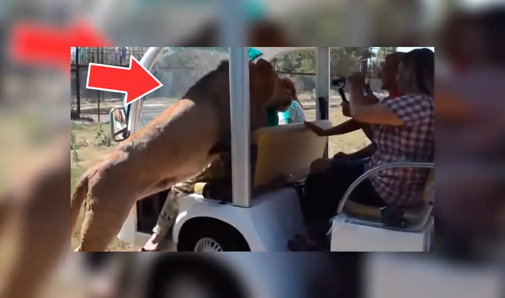 YouTube viral: turistas realizan safari y enorme león les da una curiosa bienvenida en recinto [VIDEO]
