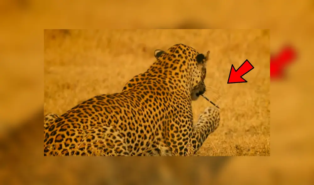 El feroz leopardo atacó a ambos roedores, que se defendieron con sus letales espinas. Foto: BBC Earth