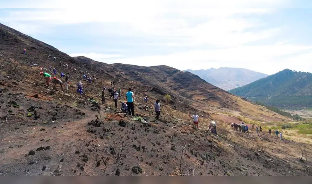 Campaña de reforestación en zonas afectadas por incendio. Municipalidad de Cusco