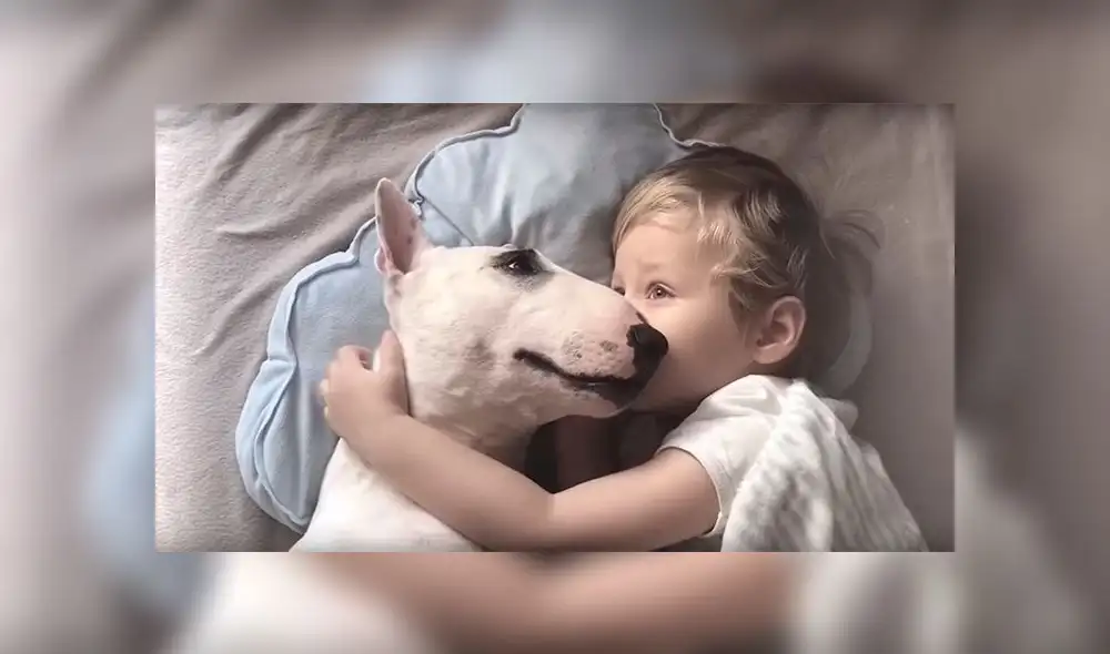 YouTube Viral: Niño y su perro conmueven a miles de usuarios por su manera peculiar de dormir [VIDEO] 