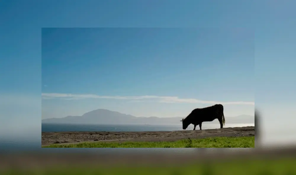 El Gobierno finés se pronunció sobre lo que sucede en la Amazonía brasileña. Foto: AFP/Jorge Guerrero