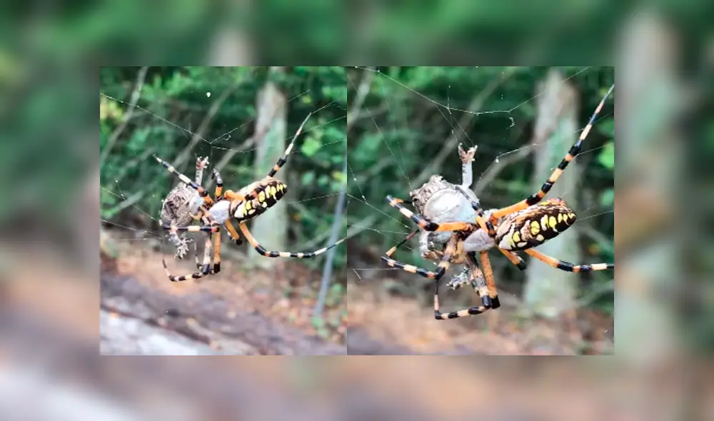 En YouTube, el ataque de una araña a rana atrapada en su telaraña impacta a internautas [VIDEO]  