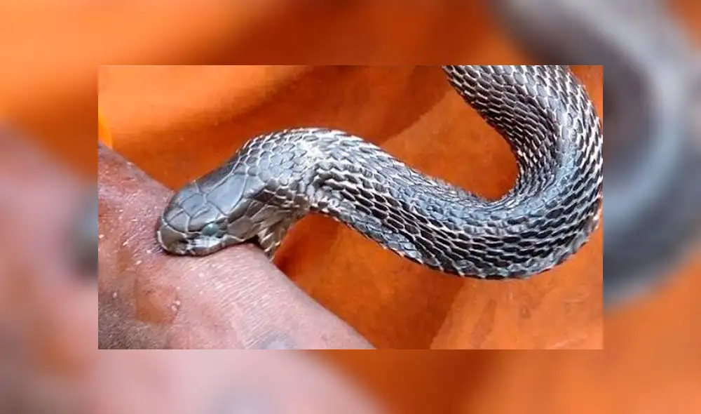 Parvat quería atrapar a la serpiente pero ambos terminaron atacándose. Foto referencial.