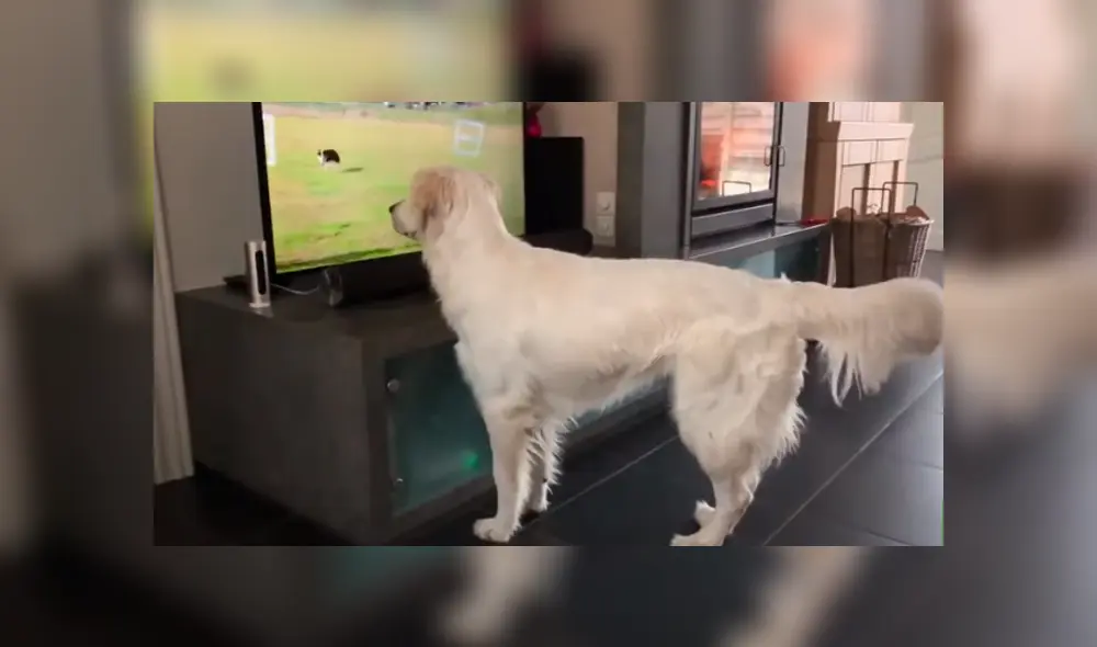 Desliza para ver los momentos más tiernos del video que se hizo viral en YouTube. Desliza para ver los momentos más tiernos del video que se hizo viral en YouTube.