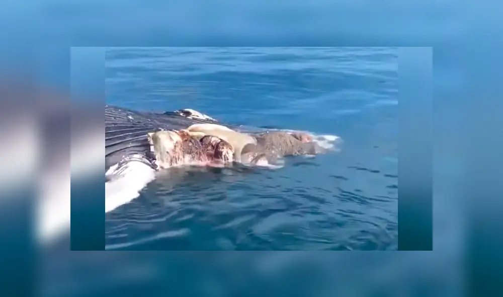 Intenta retirar a ballena muerta del mar y es atacado por hambrientos tiburones [VIDEO] 
