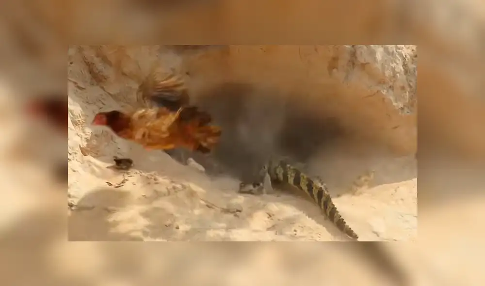 Vía YouTube: Cocodrilo busca devorar a crías de mamá gallina y ella arriesga su vida para salvarlos [VIDEO]