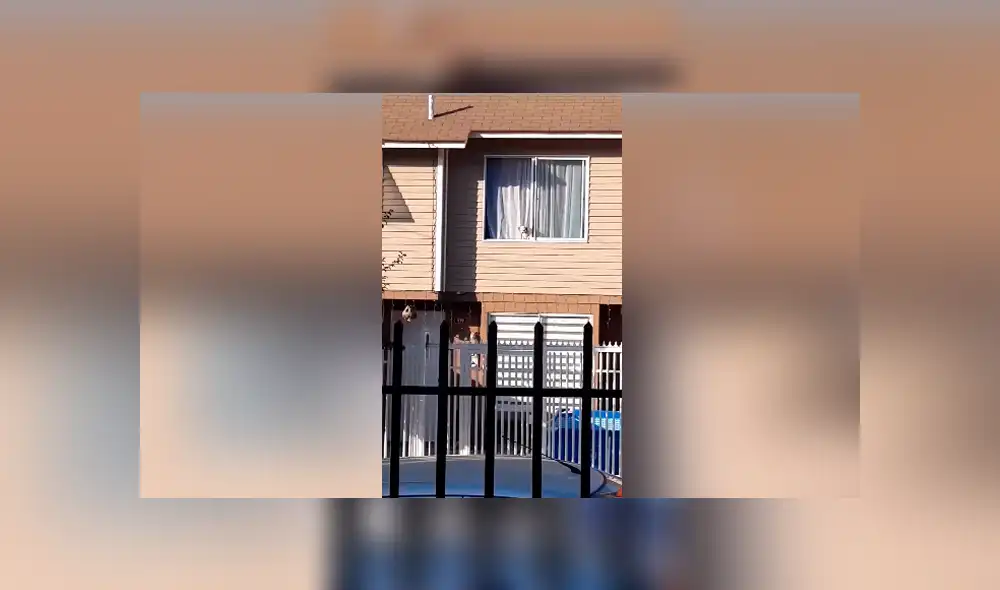 Desliza las imágenes para observar la travesura que cometió una perrita tras escapar de su casa por unas horas. Desliza las imágenes para observar la travesura que cometió una perrita tras escapar de su casa por unas horas.