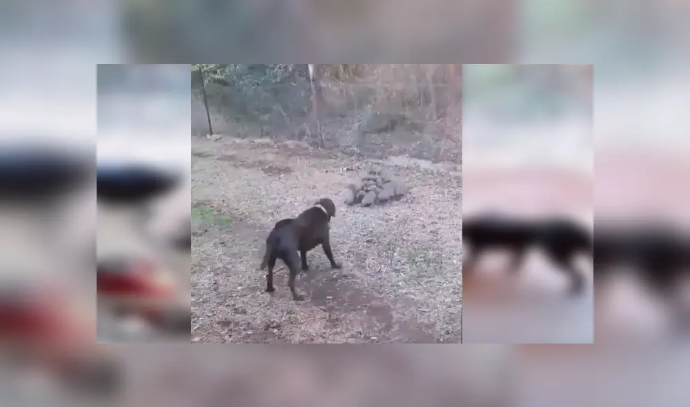 Video es viral en TikTok. La épica coordinación del grupo de mamíferos al enfrentarse al can ha sorprendido a miles de internautas. Fotocaptura: Twitter Video es viral en TikTok. La épica coordinación del grupo de mamíferos al enfrentarse al can ha sorprendido a miles de internautas. Fotocaptura: Twitter