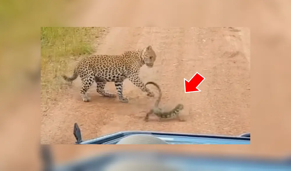 Captan a lagartija peleando con leopardo hambriento para no ser devorada y ocurre lo impensado [VIDEO] 