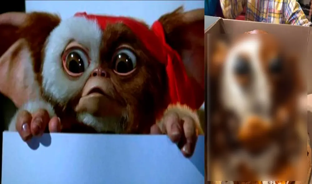 Desliza las imágenes para ver el pastel con ‘forma de Gizmo’ que le entregaron a la madre. Foto: Facebook Desliza las imágenes para ver el pastel con ‘forma de Gizmo’ que le entregaron a la madre. Foto: Facebook