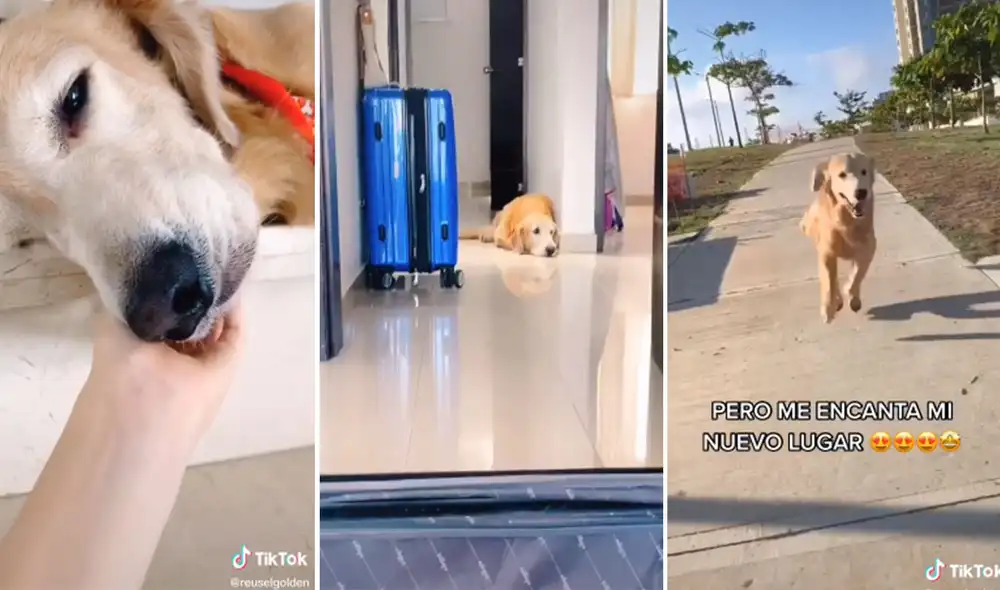 Desliza las imágenes para ver más detalles del conmovedor comportamiento de este perro que creyó que sería abandonado. Foto: captura de TikTok