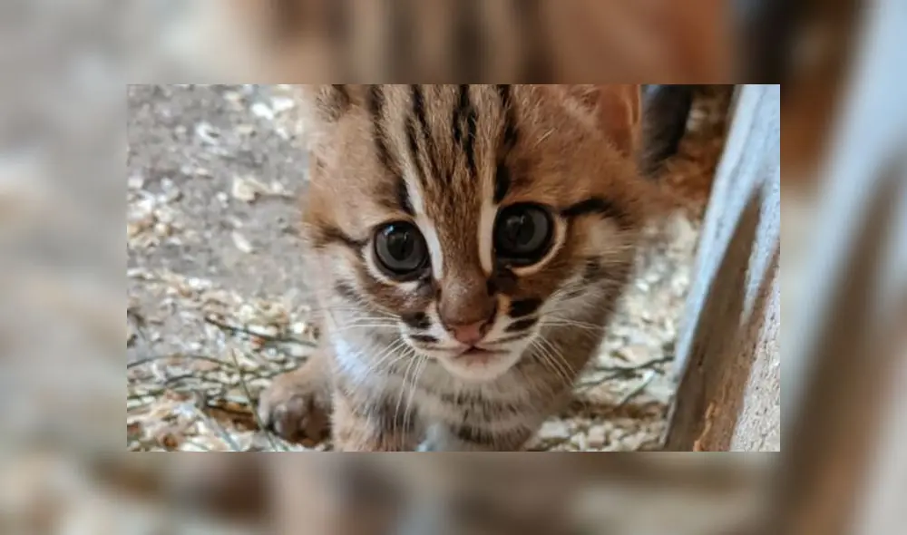Los mininos son crías de dos de los 40 gatos herrumbrosos en cautiverio en el mundo. Fuente: Porfell Wildlife Park and Sanctuary. Los mininos son crías de dos de los 40 gatos herrumbrosos en cautiverio en el mundo. Fuente: Porfell Wildlife Park and Sanctuary.