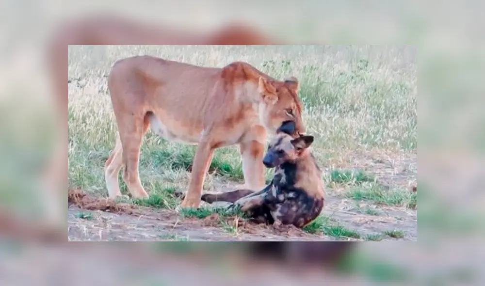 YouTube viral: Astuta hiena finge estar muerta para evitar que hambriento león la asesine [VIDEO]